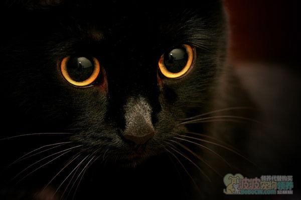 小黑豹孟买猫-1图片