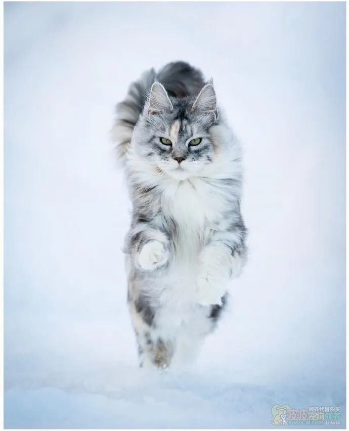 王者风范缅因猫-1图片