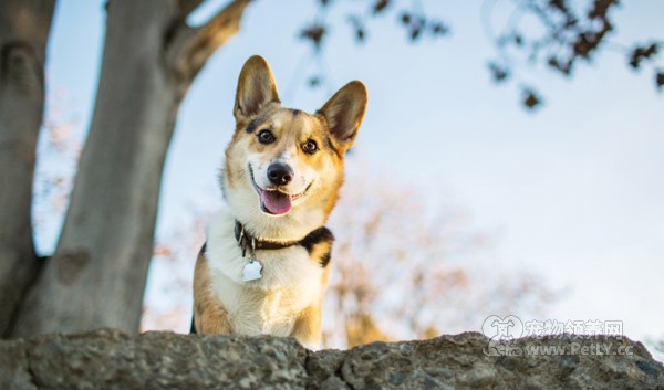 萌萌的柯基犬-1