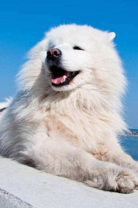 美国爱斯基摩犬