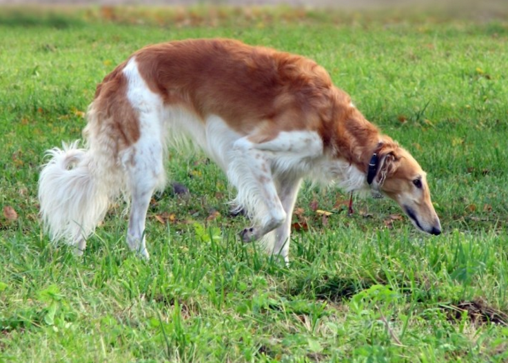 天生贵族魔鬼身材苏俄猎狼犬-9