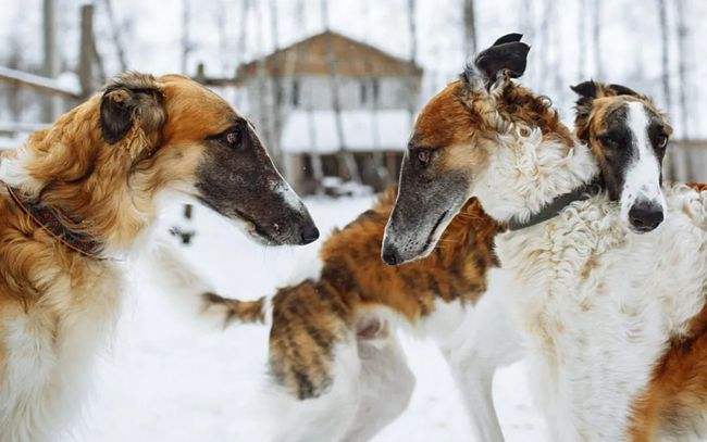 天生贵族魔鬼身材苏俄猎狼犬-5