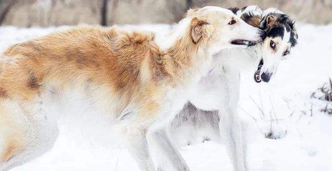 天生贵族魔鬼身材苏俄猎狼犬-7