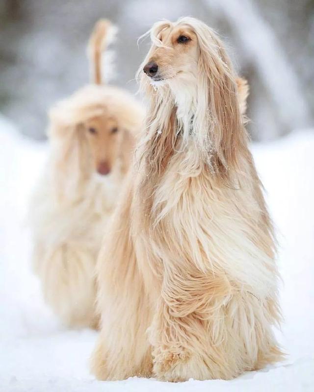 天生贵族魔鬼身材苏俄猎狼犬-3图片