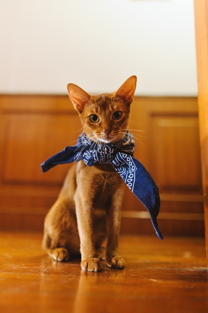 古老的阿比西尼亚猫-6图片