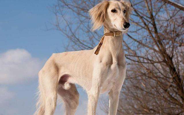 长安十二时辰中阿细的品种是萨路基猎犬-3