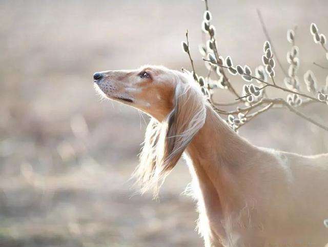 长安十二时辰中阿细的品种是萨路基猎犬-1