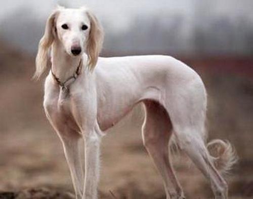 长安十二时辰中阿细的品种是萨路基猎犬-7