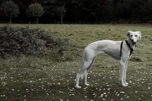 长安十二时辰中阿细的品种是萨路基猎犬-4
