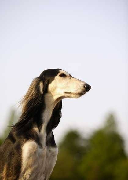 长安十二时辰中阿细的品种是萨路基猎犬-5