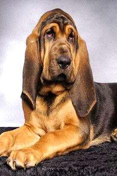 寻血猎犬