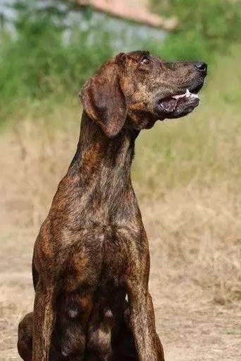 普罗特猎犬