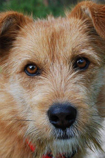 葡萄牙波登可犬