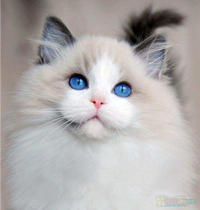 超粘人的布偶猫-2图片