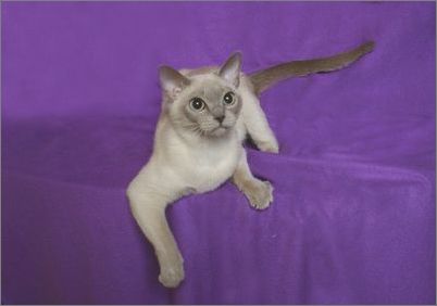 威武的东奇尼猫-4