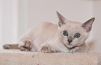 威武的东奇尼猫-1