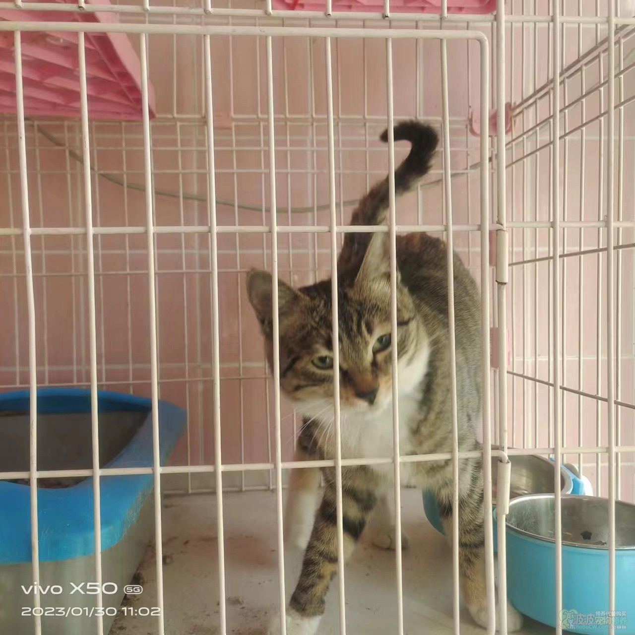小猫找领养-2