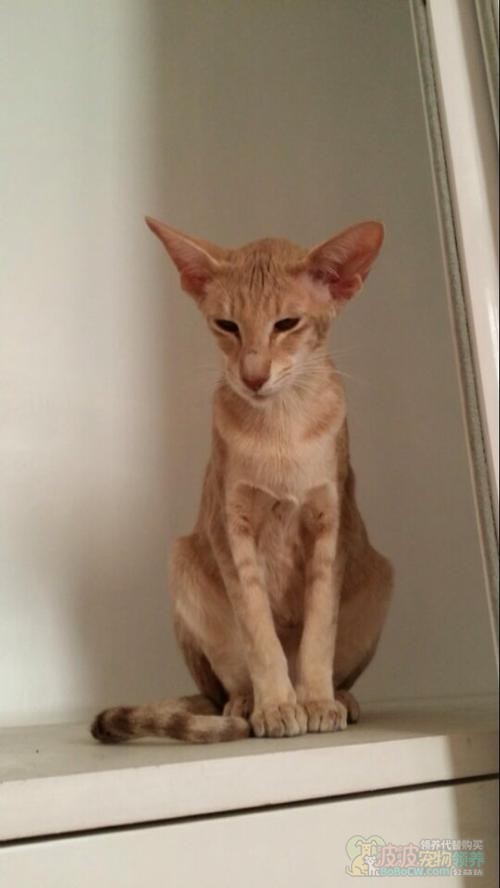 东方短毛猫 Oriental Shorthair-2