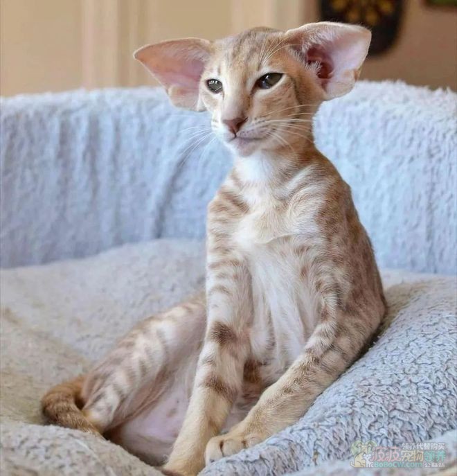 东方短毛猫 Oriental Shorthair-6