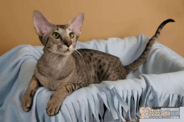 东方短毛猫 Oriental Shorthair-3