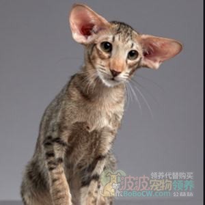 东方短毛猫 Oriental Shorthair-1