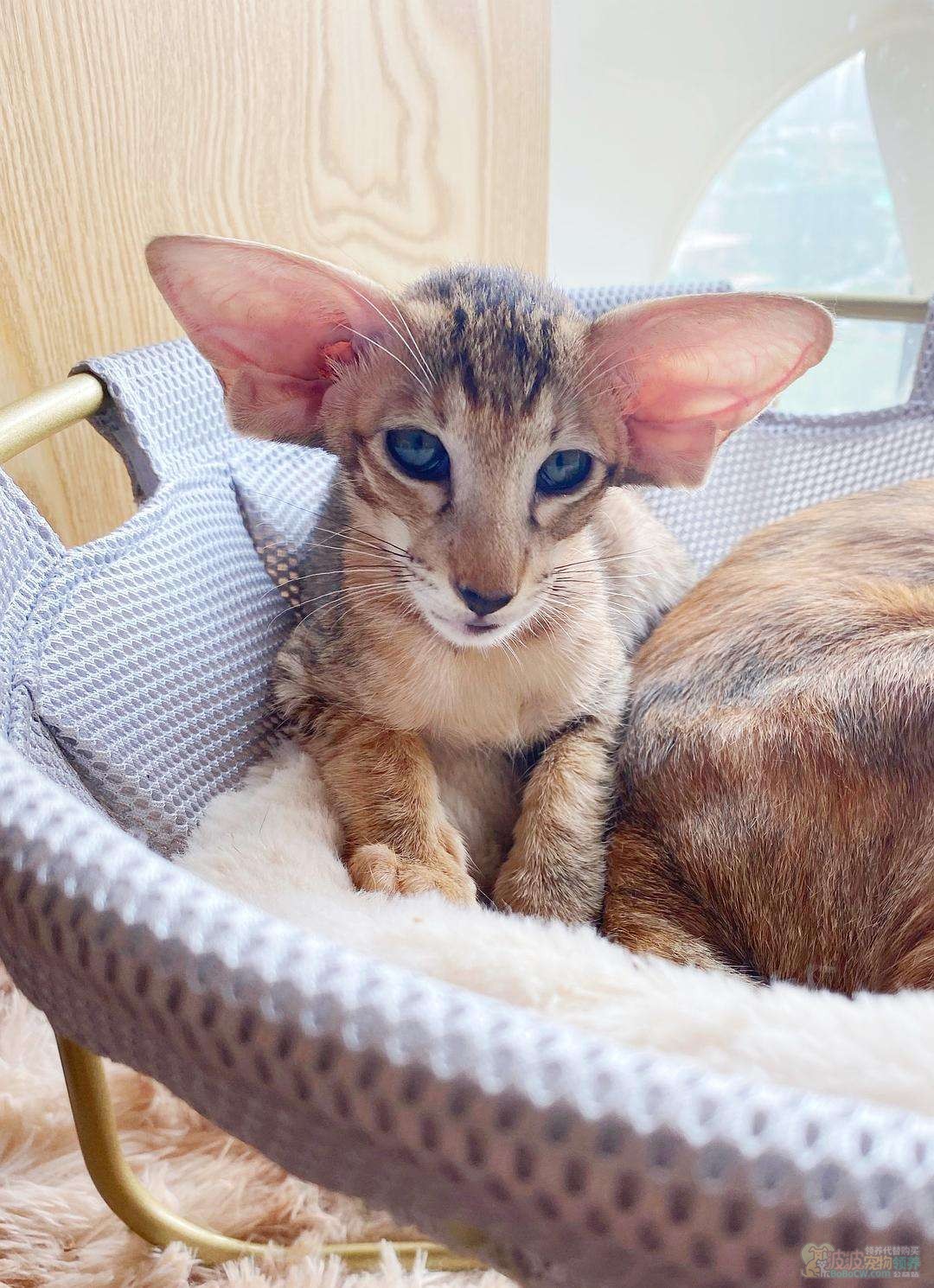 东方短毛猫 Oriental Shorthair-1