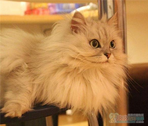 人造猫金吉拉-4