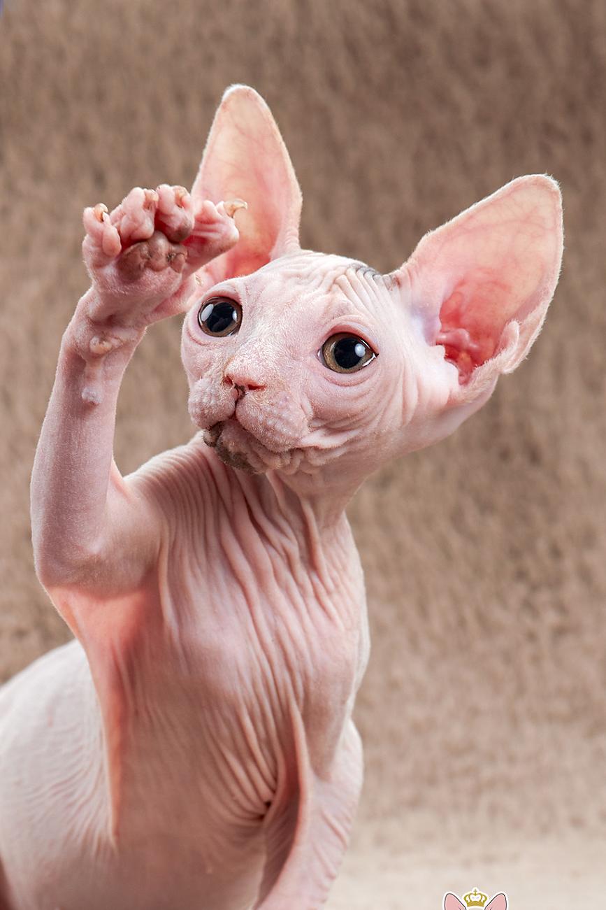 加拿大无毛猫