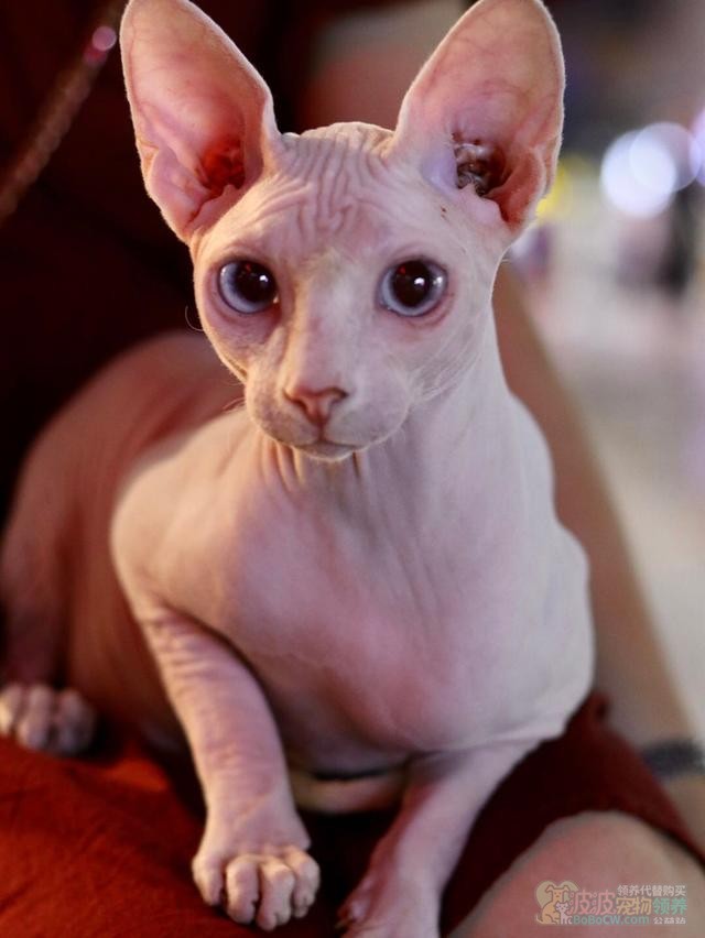 拒绝毛毛过敏加拿大无毛猫-1图片