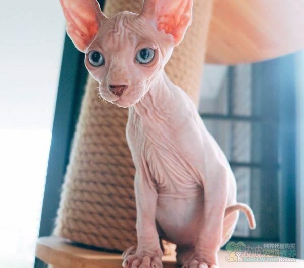 拒绝毛毛过敏加拿大无毛猫-4