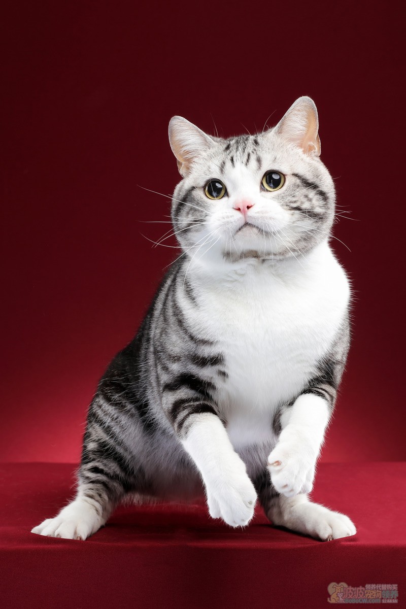 适合几乎任何类型家庭的完美宠物 美国短毛猫-2