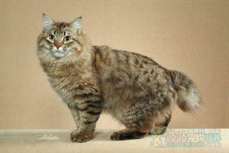 木有尾巴？美国短尾猫-1