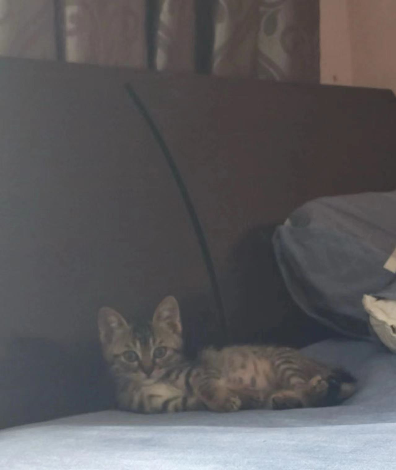 上海市待领养的宠物猫
