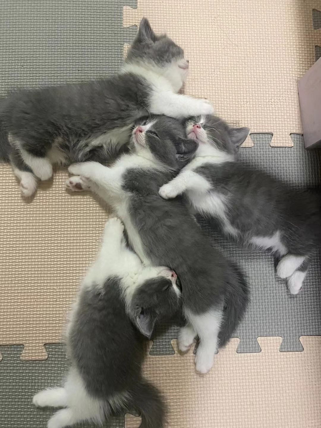 沈阳市待领养的宠物猫