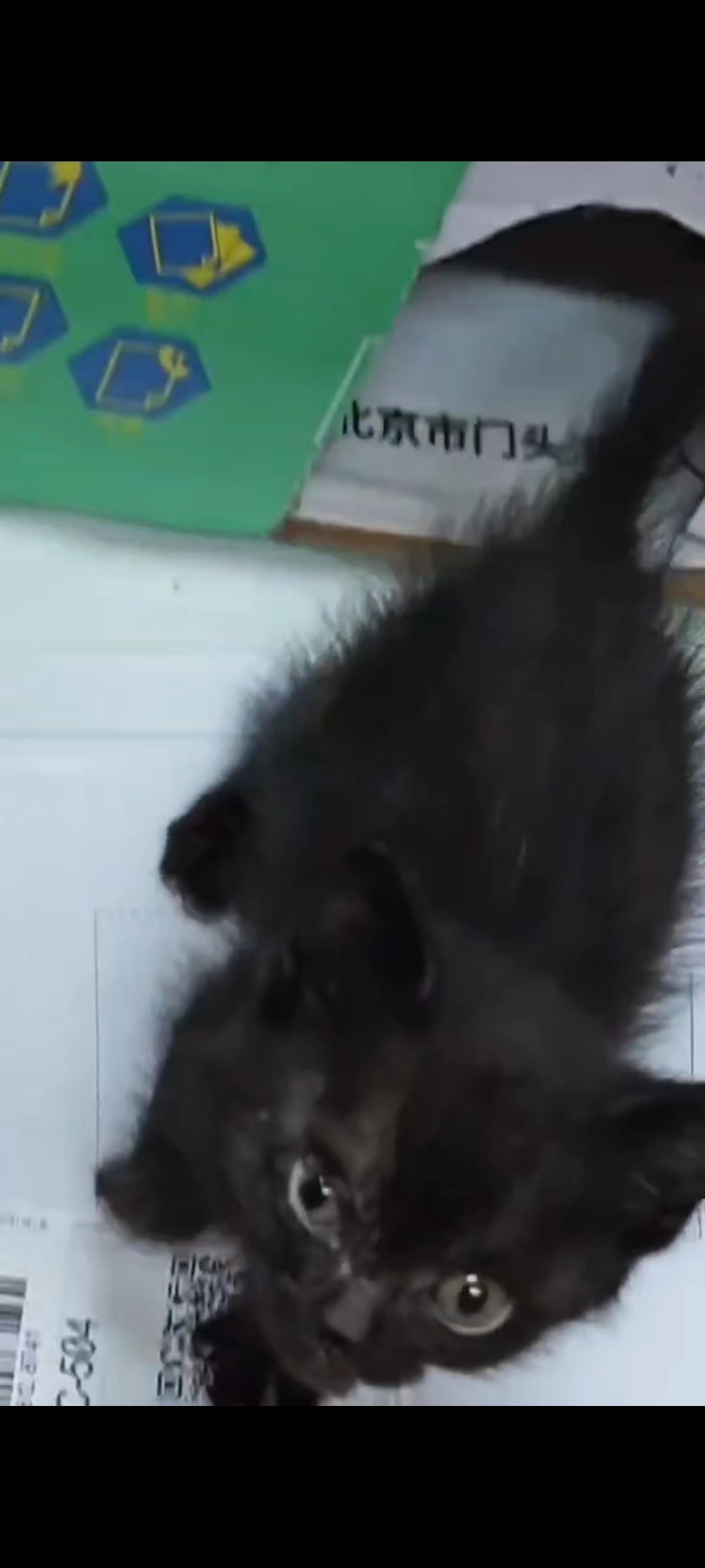 北京市待领养的宠物猫
