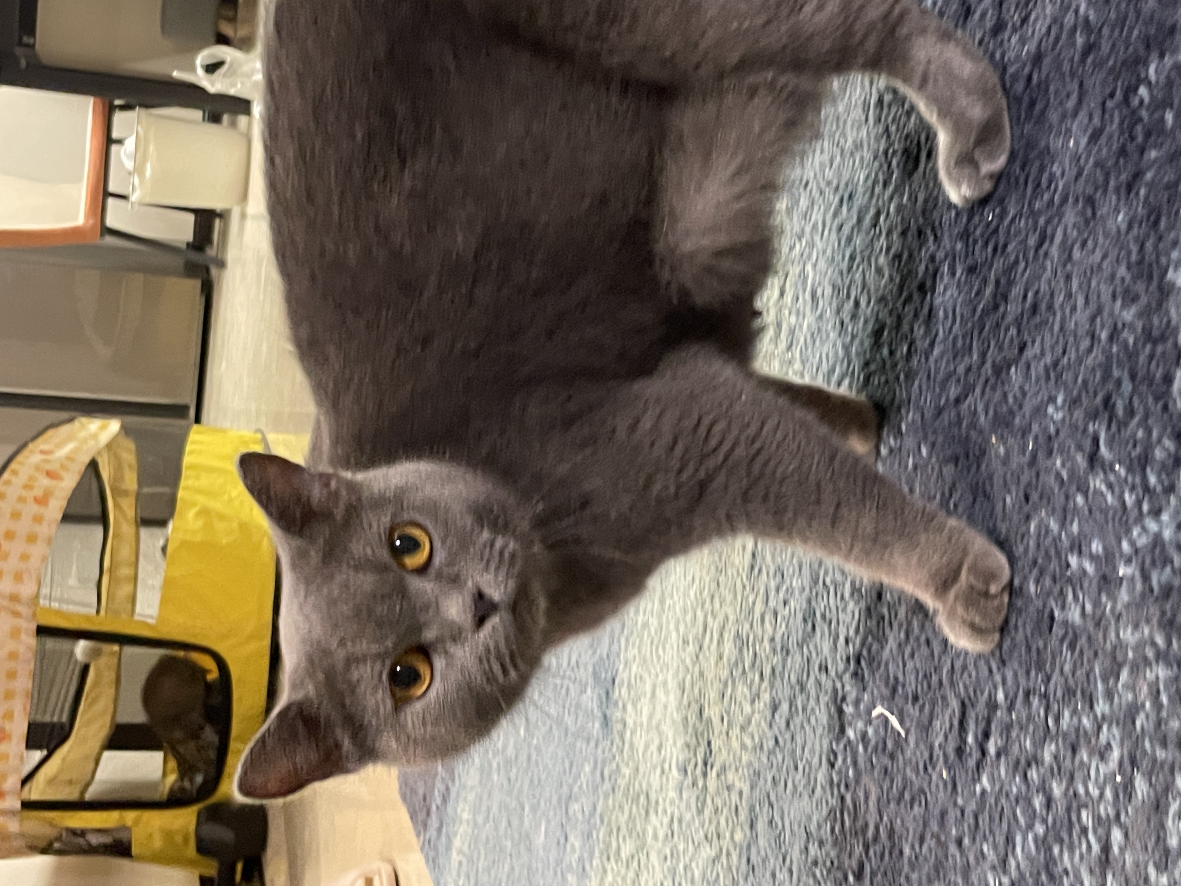 成都市待领养的宠物猫