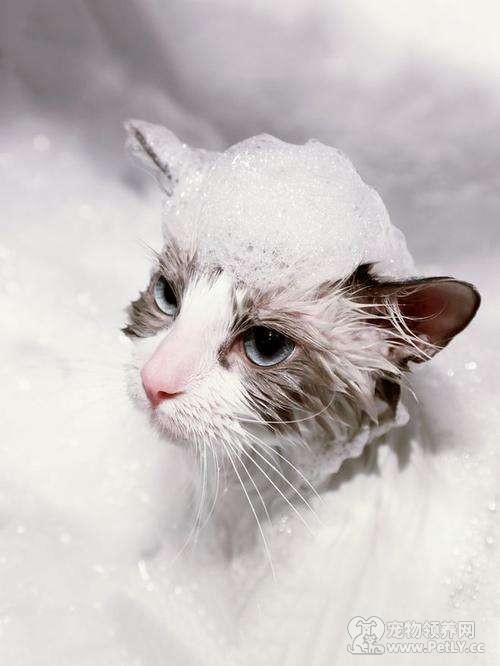 猫怕水如何洗澡？让它先熟悉环境！