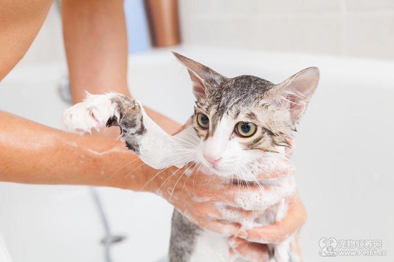 猫怕水如何洗澡？让它先熟悉环境！