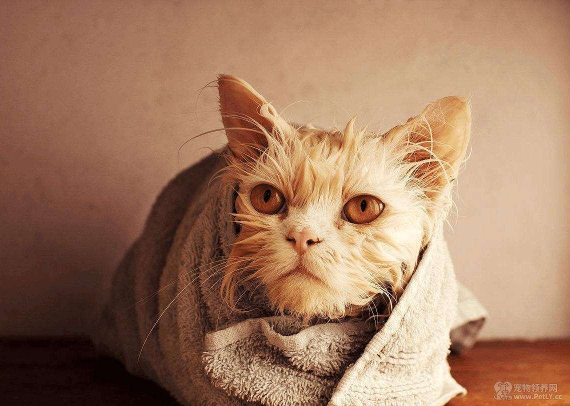 猫怕水如何洗澡？让它先熟悉环境！