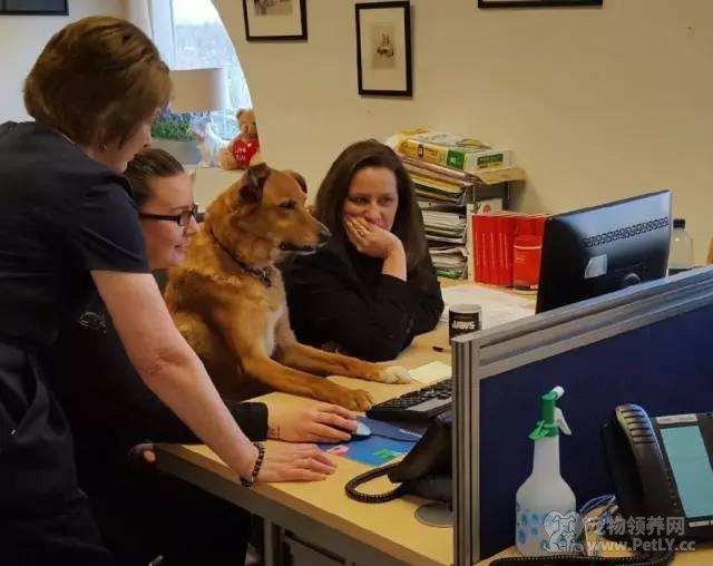 你想带宠物去上班吗？带宠物上班的好处.