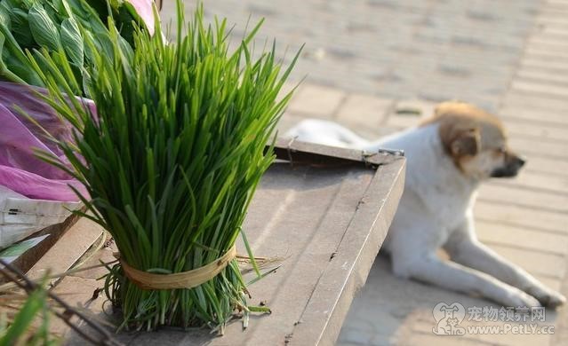 狗狗吃了韭菜就会中毒 吃多少韭菜会致死