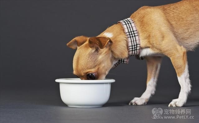 狗狗吃盐会中毒 尽量不要不喂人吃的食物