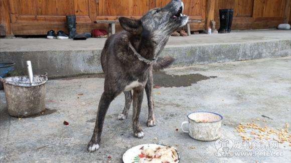 为什么说宠物狗不能吃人吃的食物 土狗却可以