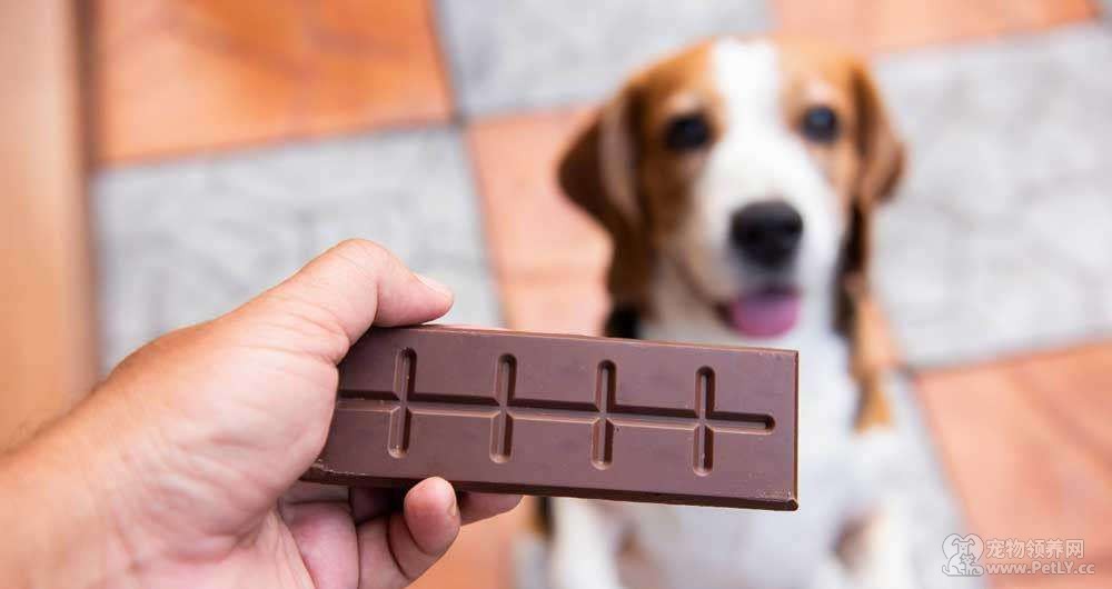 狗狗不能吃巧克力，那狗能吃代可可脂吗？