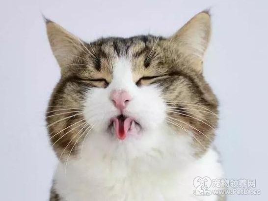 被蚊子咬了 花露水猫咪能不能闻