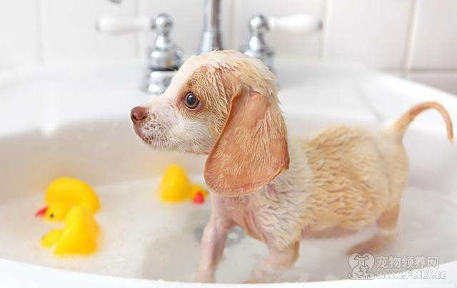 小奶狗好脏 可以给它洗澡吗