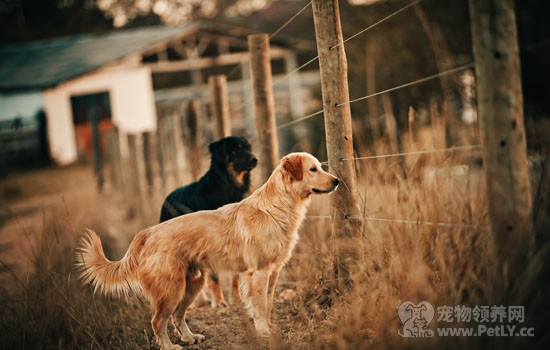 小金毛怎么训练上厕所 三个月的金毛怎么训练定点排便