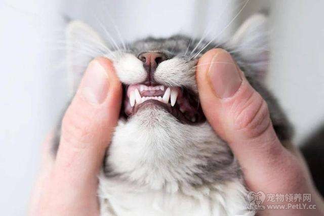猫换牙的时间是从几个月开始？