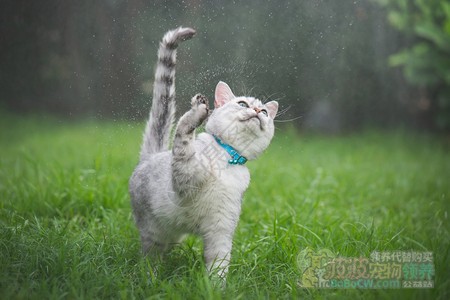 下雨了 流浪猫会躲在哪里 请让生命别再流浪